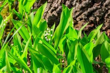 Vadi Zambağı (Convallaria majalis) baharda ormanda beyaz çiçekler