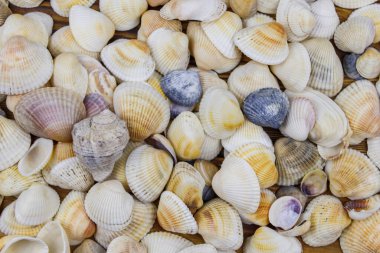Deniz kabuklarının arka planı. Yaz tatili kavramı