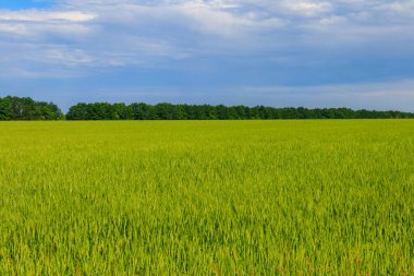 Yeşil buğday tarlası manzarası