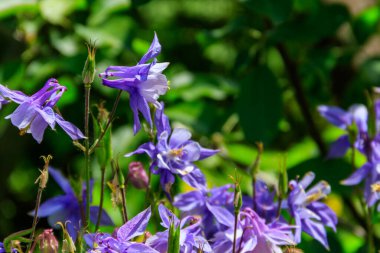 Hassas columbine çiçek Bahçe (Aquilegia vulgaris)