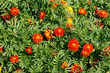 Flowerbed üzerinde Meksika marigolds (Tagetes erecta, Aztek kadife çiçeği)