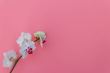 Pastel pembe arka planda bir dal orkide penisi. Üst görünüm, alanı kopyala