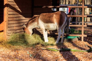Kiang (Equus kiang), also known Tibetan wild ass, khyang and gorkhar