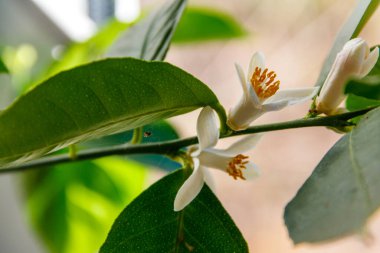 Apartmanın pencere eşiğinde çiçek açan limon ağacı