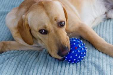 Labrador av köpeği top oyuncağıyla oynuyor.