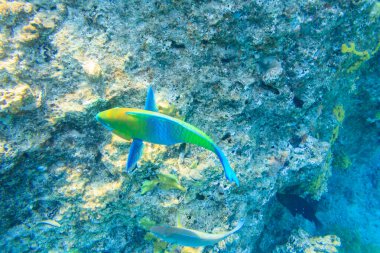Kızıl Deniz 'de paslı papağan balığı (Scarus ferrugineus), Mısır