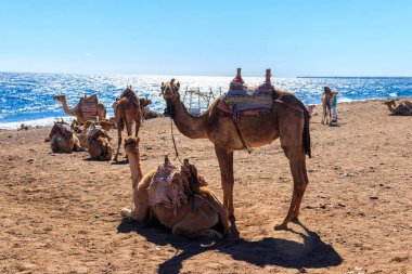 Akabe Körfezi 'ndeki Kızıl Deniz kıyısında develer. Dahab, Mısır