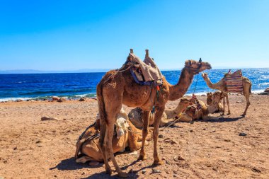 Akabe Körfezi 'ndeki Kızıl Deniz kıyısında develer. Dahab, Mısır