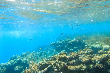 Mavi lagün 'deki Kızıl Deniz' deki mercan resifinde farklı tropikal balıklar, Mısır 'daki Sina yarımadası.