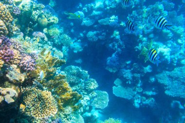Indo-Pacific sergeant (Abudefduf vaigiensis), also  known as the Sergeant major on coral reef in the Red sea. School of fish undersea