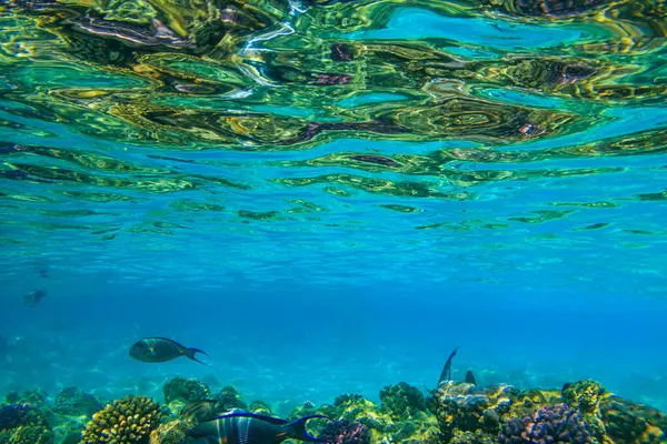 stock image Sohal surgeonfish (Acanthurus sohal) or sohal tang, is a Red Sea endemic. Sohal surgeonfish on coral reef in the Red sea in Ras Mohammed national park. Sinai peninsula in Egypt