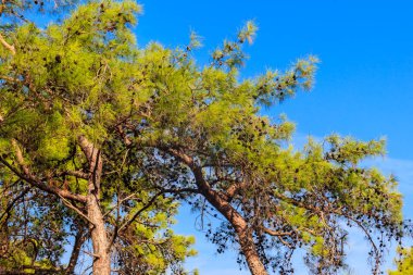 Mavi gökyüzüne karşı Türk çam ağacı (Pinus brutia)