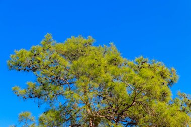 Mavi gökyüzüne karşı Türk çam ağacı (Pinus brutia)