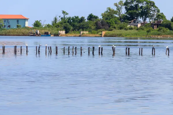 Stock image Flock of common terns (Sterna hirundo) perched on a wooden poles at Pomorie salt lake in Bulgaria