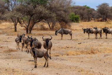 Tarangire Ulusal Parkı, Tanzanya 'da mavi antilop sürüsü (Connochaetes taurinus)