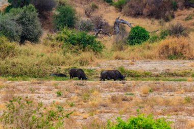 Tarangire Ulusal Parkı, Tanzanya 'daki Ngorongoro Krateri Ulusal Parkı' nda Afrika Bufalosu Sürüsü (Syncerus caffer)