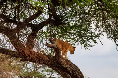 Yetişkin dişi aslan (Panthera leo) Tarangire Ulusal Parkı, Tanzanya 'daki ağaçtan in.