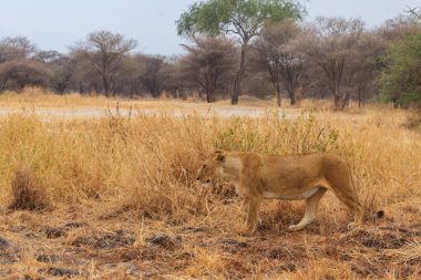 Lioness (Panthera leo) walking in Tarangire national park, Tanzania