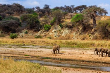 Tarangire Ulusal Parkı, Tanzanya 'daki Tarangire Nehri' nde Afrika filleri sürüsü