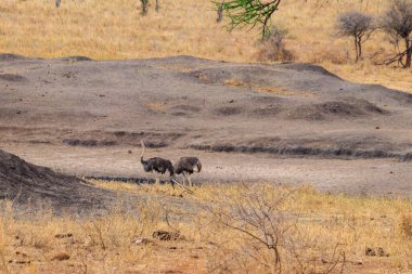 Tarangire Ulusal Parkı, Tanzanya 'da iki ortak devekuşu (Struth io camelus) dişi.