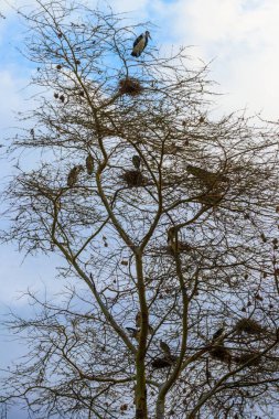 Marabou storks (Leptoptilos crumeniferus) on a tree clipart