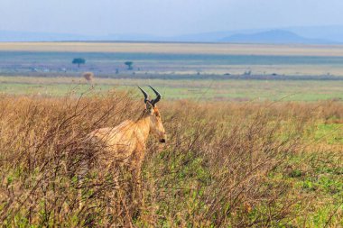 Coca-Cola antilobu (Alcelaphus buselaphus cokii) veya Afrika 'nın Tanzanya kentindeki Serengeti Ulusal Parkı' ndaki Kongoni