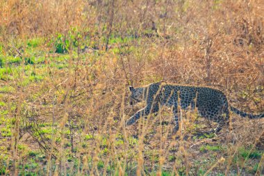 Afrika leoparı (Panthera pardus), Tanzanya 'daki Serengeti Ulusal Parkı' nda çimlerde yürüyor