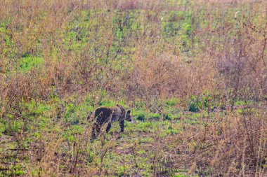 Afrika leoparı (Panthera pardus), Tanzanya 'daki Serengeti Ulusal Parkı' nda çimlerde yürüyor