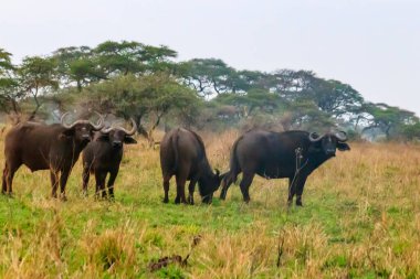 Serengeti Ulusal Parkı, Tanzanya 'da Afrika Bizonu Sürüsü (Syncerus caffer)