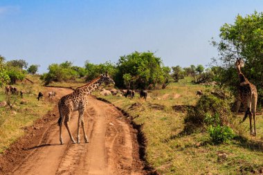 Tanzanya 'daki Serengeti Ulusal Parkı' nda zürafalar ve mavi antiloplar. Afrika 'nın vahşi yaşamı