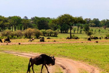 Herd of blue wildebeest (Connochaetes taurinus) in savannah in Serengeti national park in Tanzania. Great migration