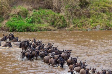 Serengeti Ulusal Parkı, Tanzanya 'daki Mara Nehri' ni geçen antiloplar. Büyük göç
