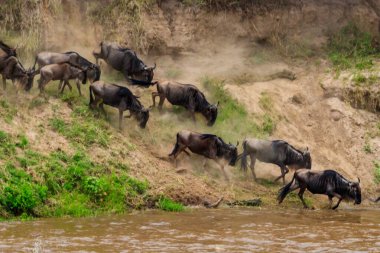 Serengeti Ulusal Parkı, Tanzanya 'daki Mara Nehri' ni geçerken, Nil timsahı antilop avlıyor. Büyük göç