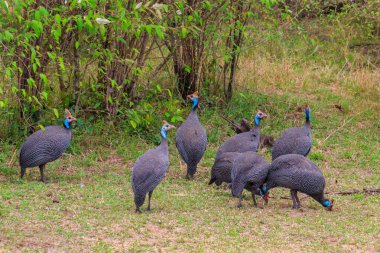 Serengeti Milli Parkı, Tanzanya 'daki yeşil çayır üzerinde miğferli guinafowl (Numida meleagris)