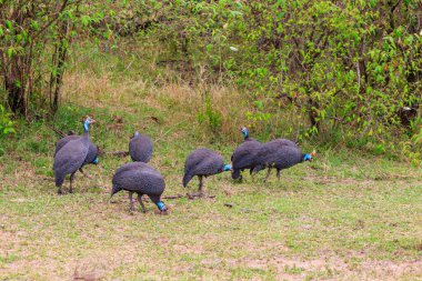 Serengeti Milli Parkı, Tanzanya 'daki yeşil çayır üzerinde miğferli guinafowl (Numida meleagris)