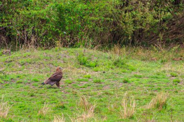 Tawny Eagle (Aquila rapax) Serengeti Ulusal Parkı, Tanzanya 'da çayırda yürüyor