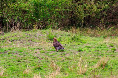 Tawny Eagle (Aquila rapax) Serengeti Ulusal Parkı, Tanzanya 'da çayırda yürüyor