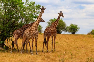 Tanzanya 'daki Serengeti Ulusal Parkı' ndaki savanada zürafalar. Tanzanya 'nın vahşi doğası, Doğu Afrika