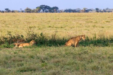 Serengeti Milli Parkı, Tanzanya 'da, savanda aslan sürüsü (Panthera leo)