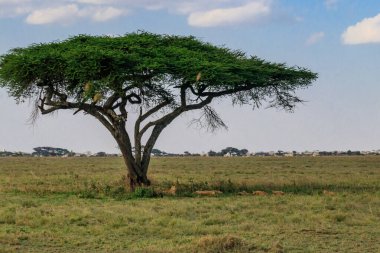 Serengeti Milli Parkı, Tanzanya 'da savanda bir ağacın altındaki aslan sürüsü (Panthera leo)