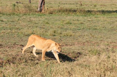 Serengeti Milli Parkı, Tanzanya 'da savanda yürüyen dişi aslan (Panthera leo)