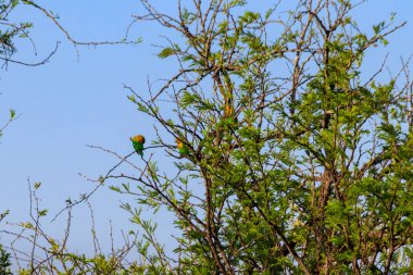 Serengeti Milli Parkı, Tanzanya 'da bir ağaçta muhabbet kuşları grubu