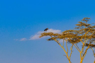 Serengeti Ulusal Parkı, Tanzanya 'da bir ağaçta marabut leyleği (Leptoptilos crumeniferus)