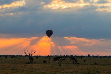 Güneş doğarken Tanzanya 'daki Serengeti Milli Parkı üzerinde sıcak hava balonu