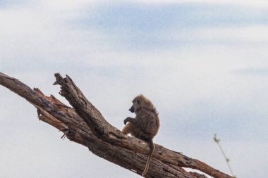 Zeytin babunu (Papio anubis), ayrıca Anubis babunu olarak da bilinir, Tanzanya 'daki Serengeti Ulusal Parkı' nda kurumuş bir ağacın üzerinde oturmaktadır.