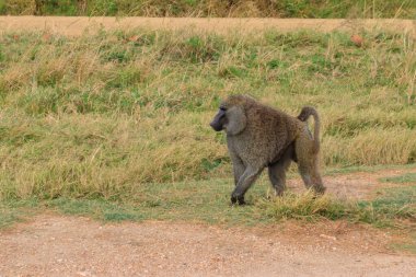 Olive Baboon (Papio anubis) Serengeti Ulusal Parkı, Tanzanya 'da savanada yürüyor