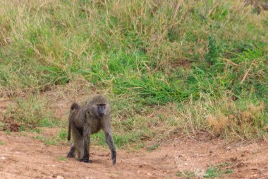 Olive Baboon (Papio anubis) Serengeti Ulusal Parkı, Tanzanya 'da savanada yürüyor