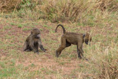 Serengeti Milli Parkı, Tanzanya 'da iki genç zeytin babunu (Papio anubis) oynuyor.