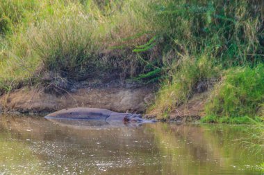 Su aygırı (Hippopotamus amfibi), Tanzanya 'daki Serengeti Ulusal Parkı' nda bir nehirdir. Afrika 'nın vahşi yaşamı