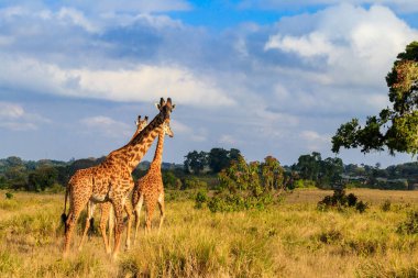Group of giraffes walking in Ngorongoro Conservation Area in Tanzania. Wildlife of Africa